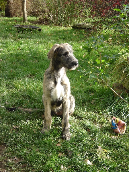 Baccara of friends de l'arc-en-ciel à nageoires