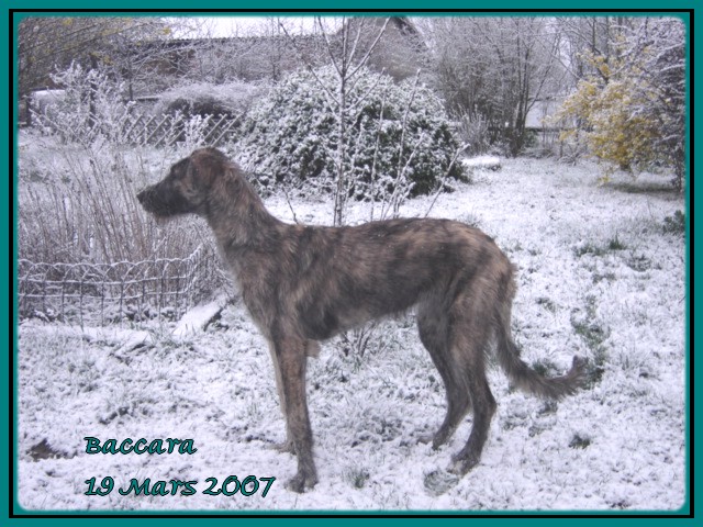 Baccara of friends de l'arc-en-ciel à nageoires
