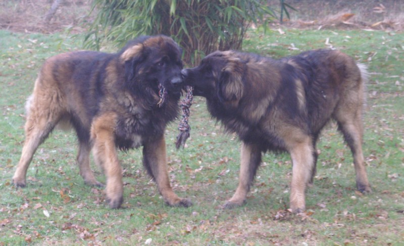 CH. Ballisto quimm charme byzance dit balkim du Mont de Gaïa