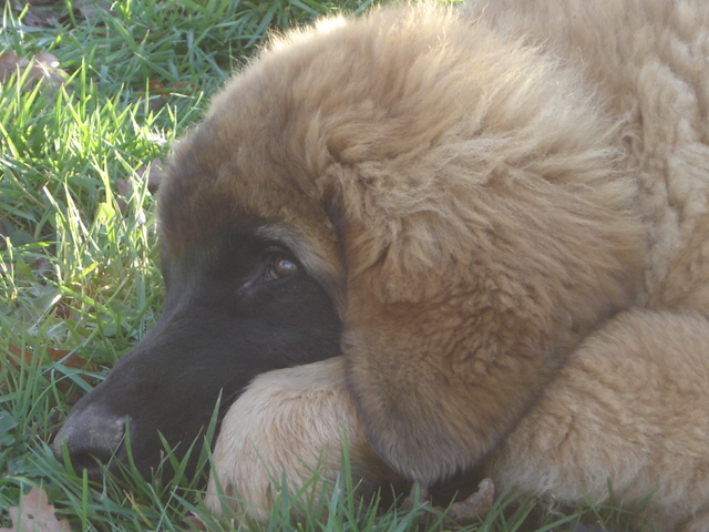 CH. Ballisto quimm charme byzance dit balkim du Mont de Gaïa