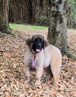 Les chiots de Leonberger