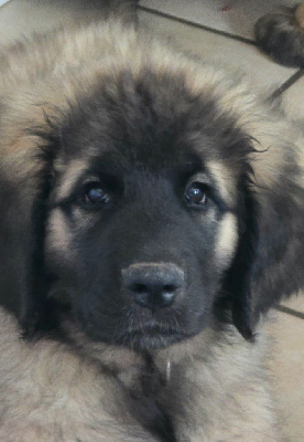 Les chiots de Leonberger