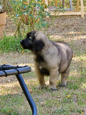 Les chiots de Leonberger