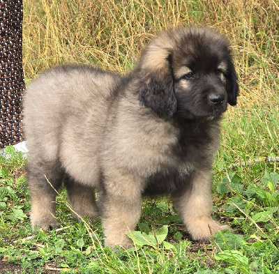 Les chiots de Leonberger