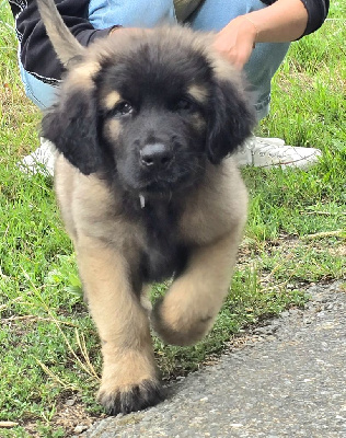 Les chiots de Leonberger
