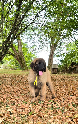 Les chiots de Leonberger