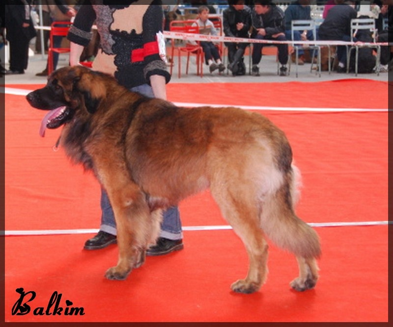 CH. Ballisto quimm charme byzance dit balkim du Mont de Gaïa - 1 er Excellent classe Champion