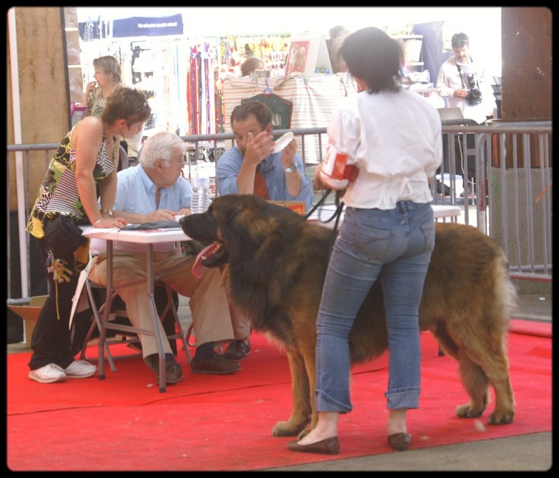 CH. Ballisto quimm charme byzance dit balkim du Mont de Gaïa - 1er Ex - RCACIB Classe Champion