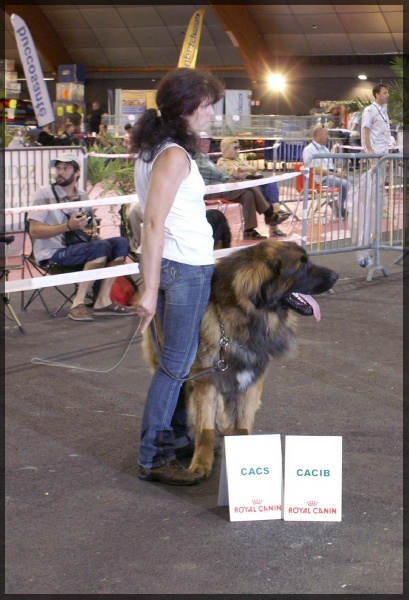 CH. Ballisto quimm charme byzance dit balkim du Mont de Gaïa - 1er ex en intermediaire -CACS-CACIB-Meilleur de Race