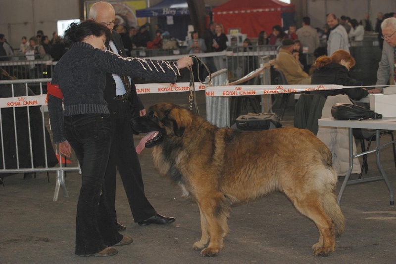 CH. Ballisto quimm charme byzance dit balkim du Mont de Gaïa - 1er Ex en Intermediare