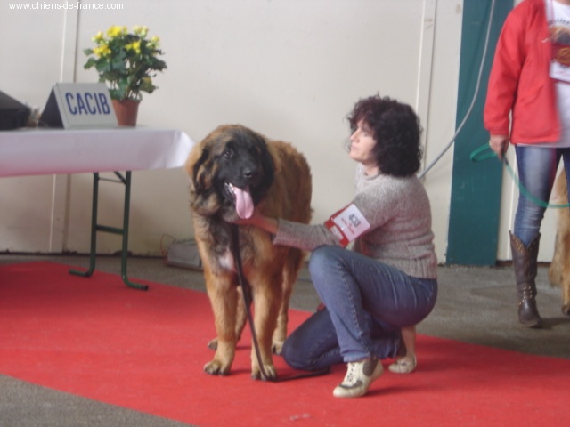 CH. Ballisto quimm charme byzance dit balkim du Mont de Gaïa - Trés prometteur - meilleur bb male
