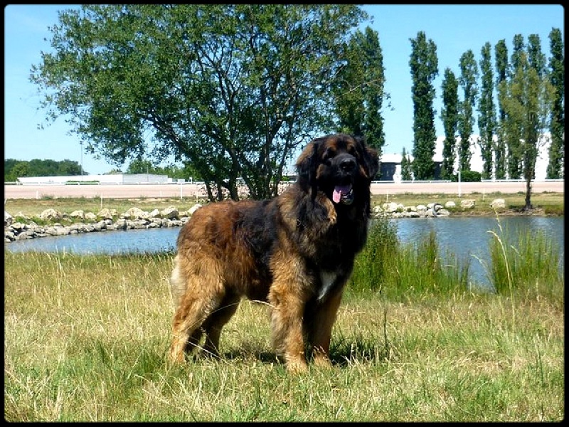CH. Ballisto quimm charme byzance dit balkim du Mont de Gaïa - 1er EX, Meilleur de Race - 2 ème du groupe 2