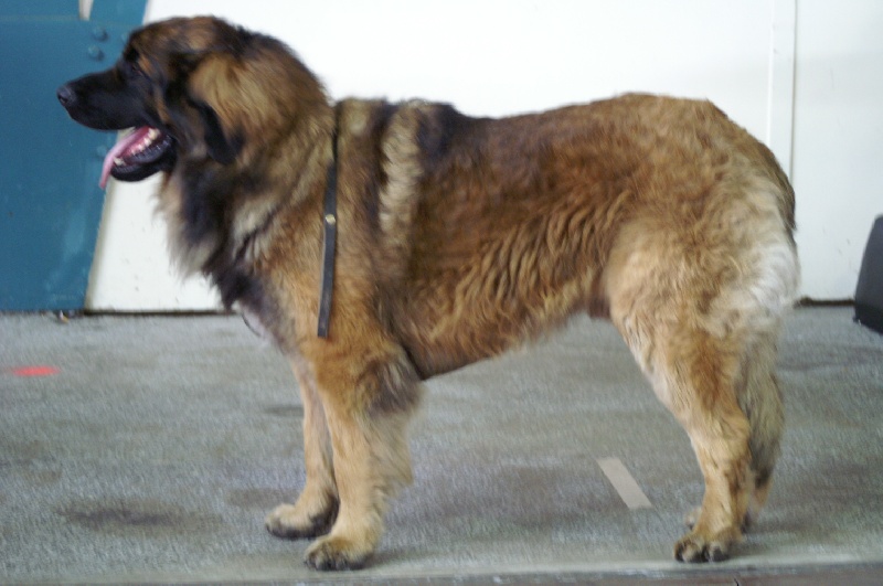 CH. Ballisto quimm charme byzance dit balkim du Mont de Gaïa - 1er ex en intermediaire