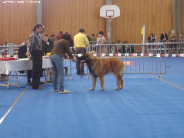 CH. Ballisto quimm charme byzance dit balkim du Mont de Gaïa - 1er Trés Prometteur