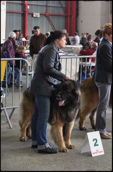 C'valentino arc en ciel des Amis d'Olfy - 2ème ex - RCACS Classe ouverte