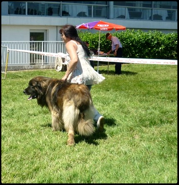 C'valentino arc en ciel des Amis d'Olfy - 1ER EX - CACS -