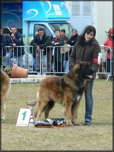 CH. Ballisto quimm charme byzance dit balkim du Mont de Gaïa - 1er ex - CACS - Best in Show