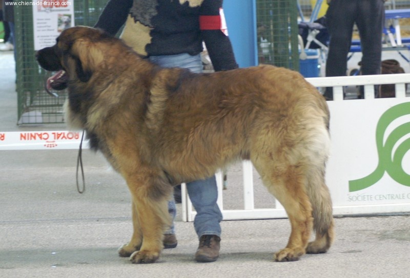 CH. Ballisto quimm charme byzance dit balkim du Mont de Gaïa - 1er ex en Intermédiaire - RCACS-RCACIB