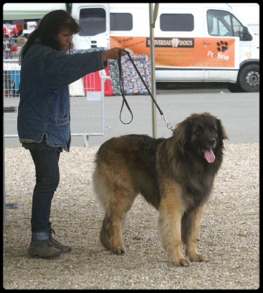 C'valentino arc en ciel des Amis d'Olfy - 4ème ex en ouverte male