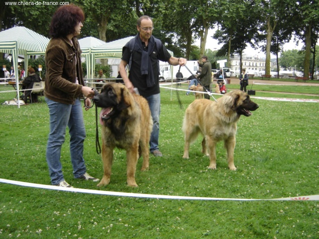 CH. Ballisto quimm charme byzance dit balkim du Mont de Gaïa - 1er ex et Meilleur Jeune