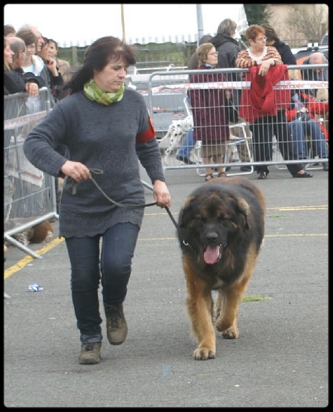 CH. Ballisto quimm charme byzance dit balkim du Mont de Gaïa - 1er Ex, MDR - classe champion