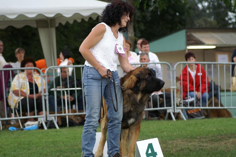 CH. Ballisto quimm charme byzance dit balkim du Mont de Gaïa - 4ème Ex en Classe Jeune