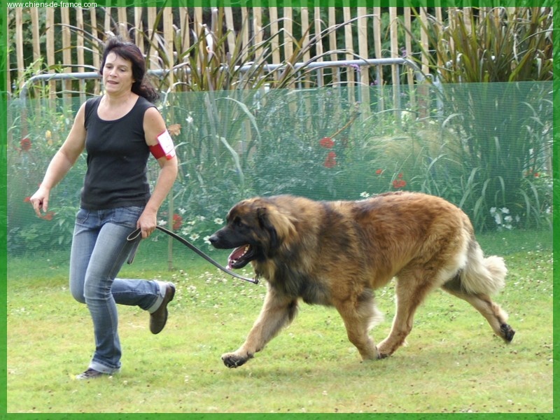 CH. Ballisto quimm charme byzance dit balkim du Mont de Gaïa - 1er Ex intermediaire -RCACS