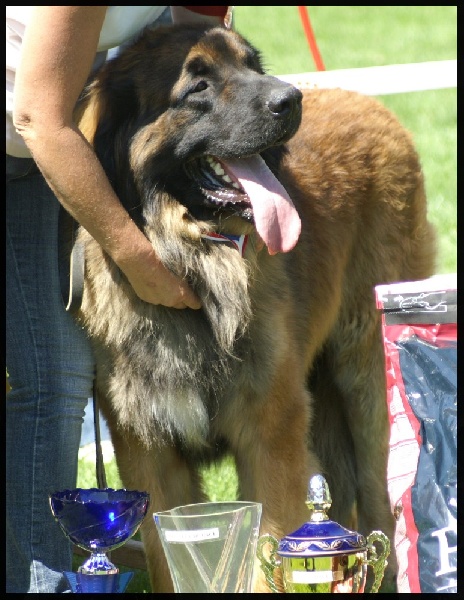 CH. Ballisto quimm charme byzance dit balkim du Mont de Gaïa - 1er ex en Intermediaire, CACS, Meilleur de Race, Meilleur chien du 2ème groupe