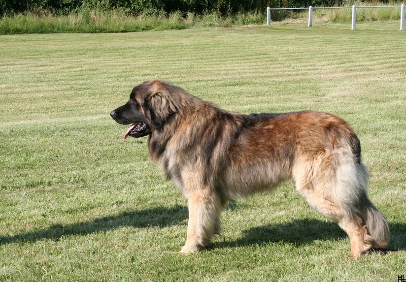 C'valentino arc en ciel des Amis d'Olfy - EX - SELECTIONNE