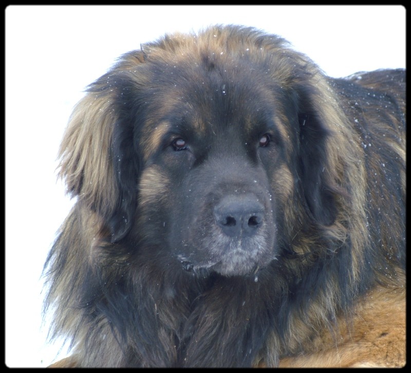 C'valentino arc en ciel des Amis d'Olfy - Excellent ouverte male