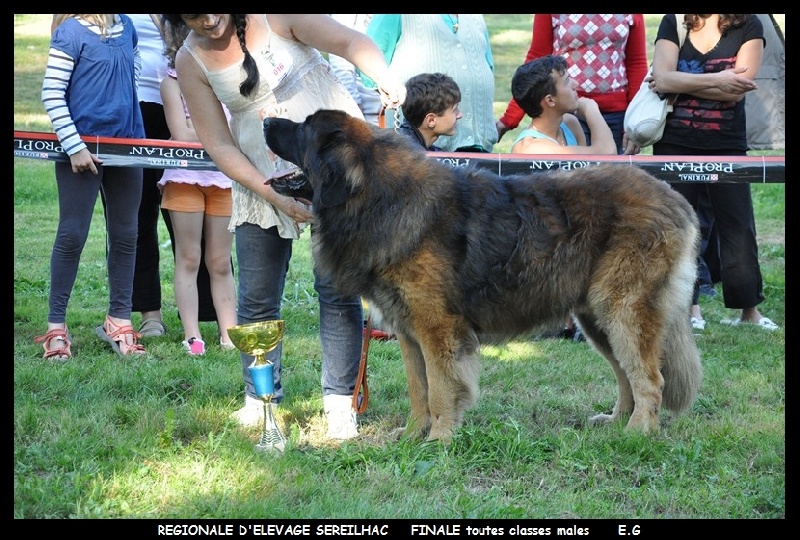 CH. Ballisto quimm charme byzance dit balkim du Mont de Gaïa - EX Selectionné - MEILLEUR MALE