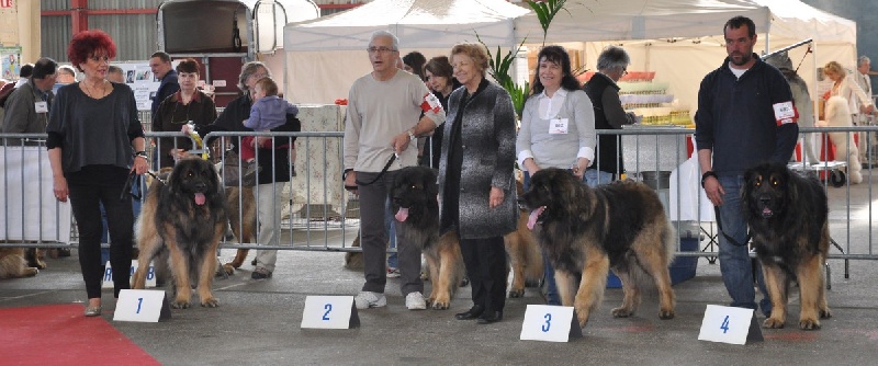 C'valentino arc en ciel des Amis d'Olfy - 3ème EX - Classe ouverte