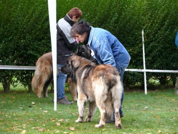 C'valentino arc en ciel des Amis d'Olfy - trés bon