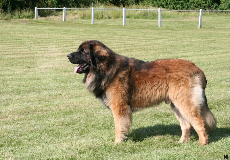 CH. Ballisto quimm charme byzance dit balkim du Mont de Gaïa - Ex Selectionné - MEILLEUR MALE