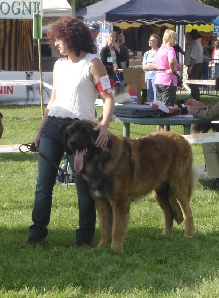 CH. Ballisto quimm charme byzance dit balkim du Mont de Gaïa - 1er Ex, Meilleur Jeune, Meilleur de Race, 3ème Meilleur Jeune du groupe 2