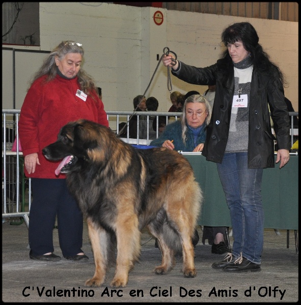 C'valentino arc en ciel des Amis d'Olfy - 1ER EX - CACS - RCACIB