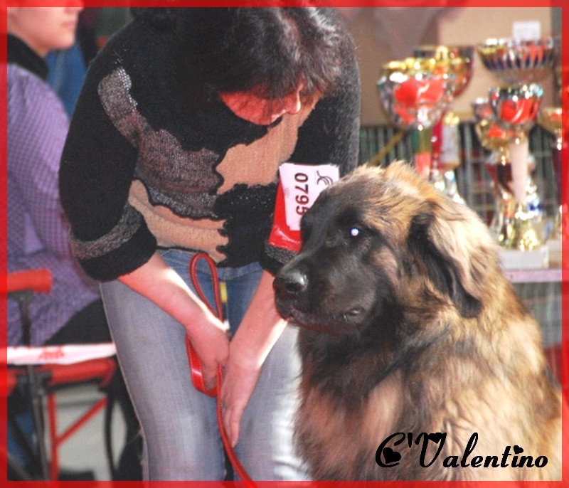 C'valentino arc en ciel des Amis d'Olfy - 1 er Excellent classe intermediaire