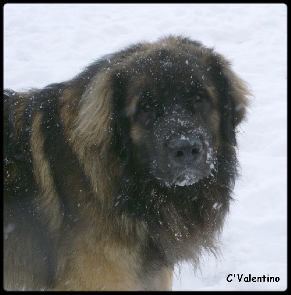 C'valentino arc en ciel des Amis d'Olfy - 4ème ex, classe ouverte