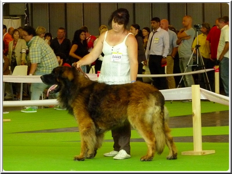 CH. Ballisto quimm charme byzance dit balkim du Mont de Gaïa - 2ème ex Classe Champion