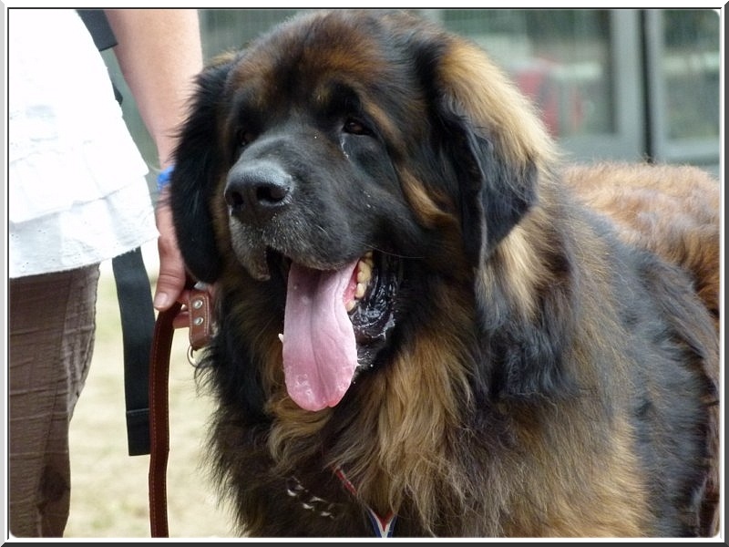 CH. Ballisto quimm charme byzance dit balkim du Mont de Gaïa - Excellent classe Champion