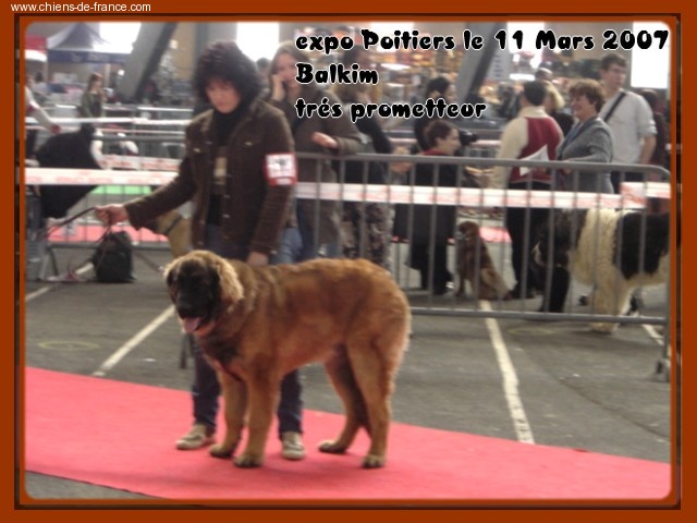 CH. Ballisto quimm charme byzance dit balkim du Mont de Gaïa - très prometteur en classe puppy