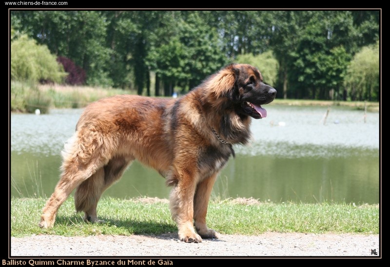 CH. Ballisto quimm charme byzance dit balkim du Mont de Gaïa - Meilleur Male