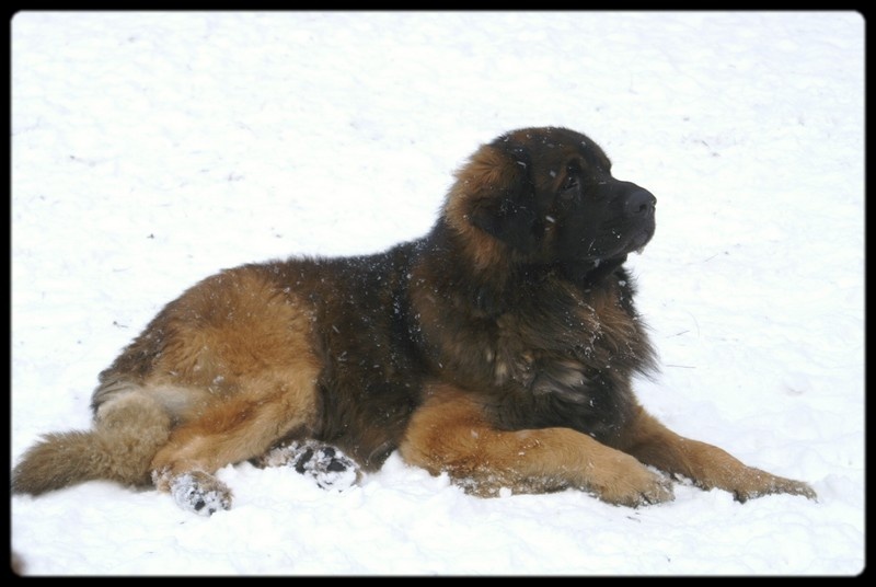 CH. Ballisto quimm charme byzance dit balkim du Mont de Gaïa - 1er Ex, CACIB - Meilleur de Race - classe Champion