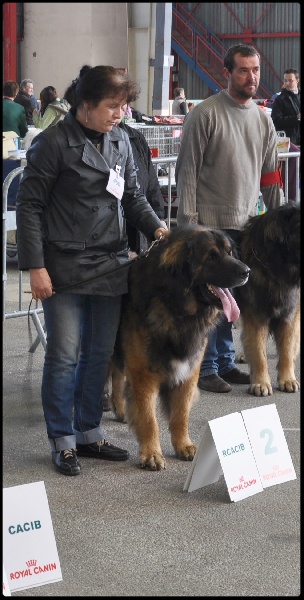 CH. Ballisto quimm charme byzance dit balkim du Mont de Gaïa - 2ème Ex - RCACIB - VALIDE EN CACIB