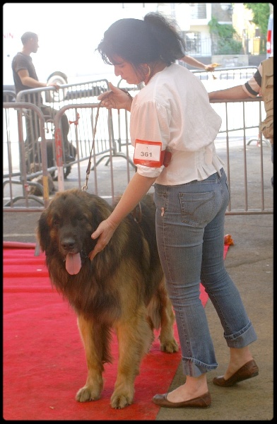 C'valentino arc en ciel des Amis d'Olfy - Excellent en ouverte male