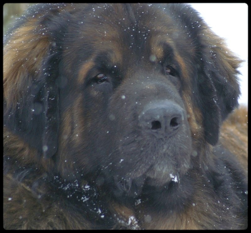 CH. Ballisto quimm charme byzance dit balkim du Mont de Gaïa - 2ème Ex classe champion