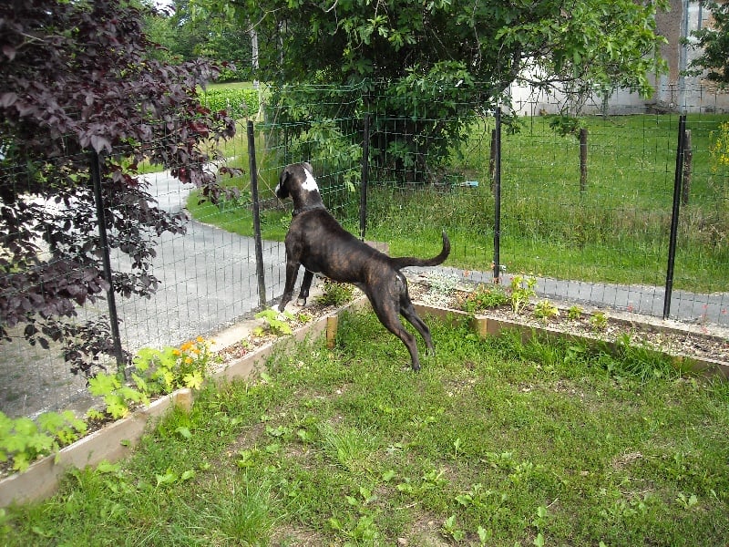 Eloa du mas du Perigord blanc