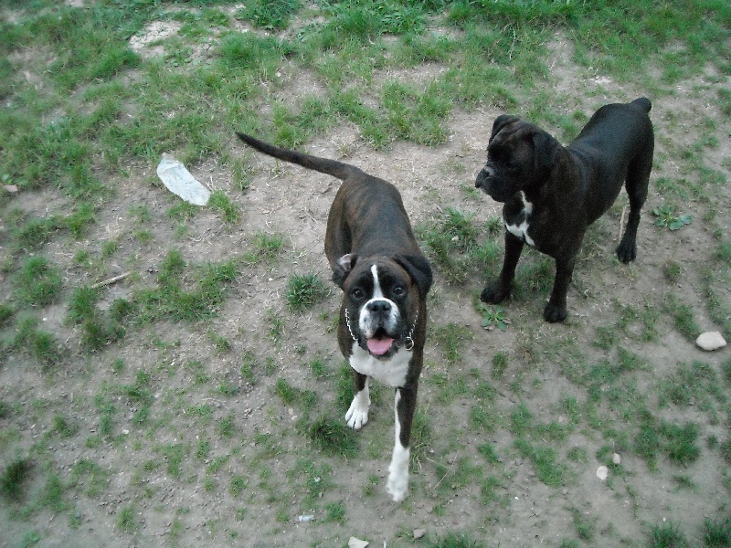 Cãdiz du mas du Perigord blanc