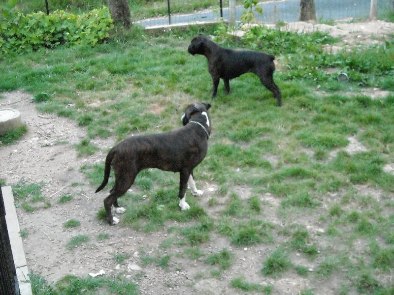 Cãdiz du mas du Perigord blanc