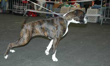 Cãdiz du mas du Perigord blanc